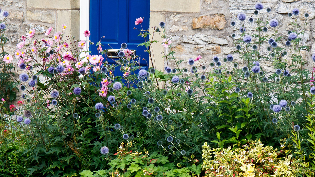 Small section of a cottage style garden