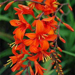 Crocosmia