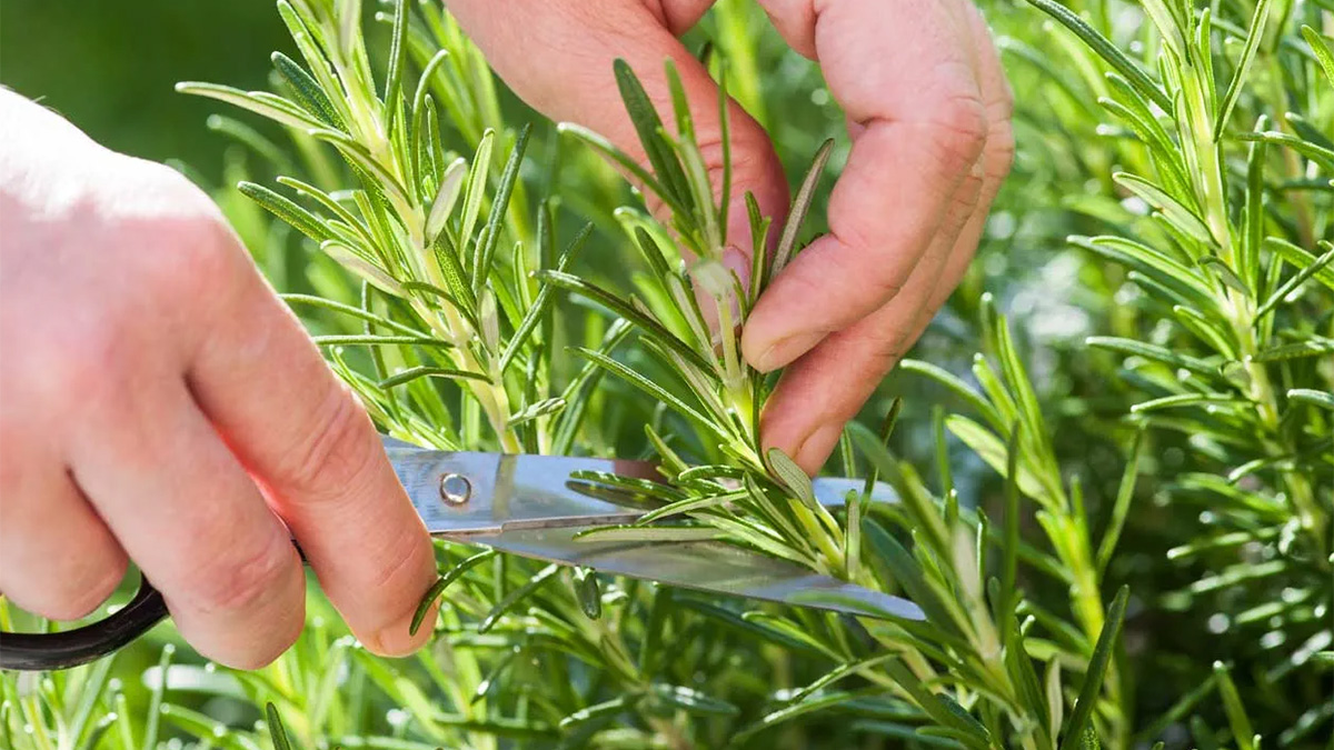 Taking a rosemary cutting