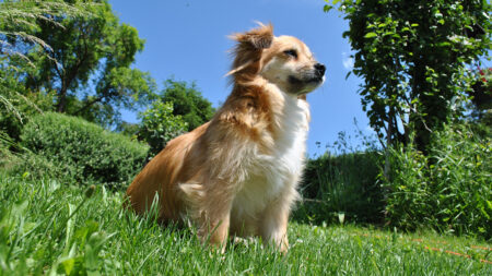 Dog sitting in a garden