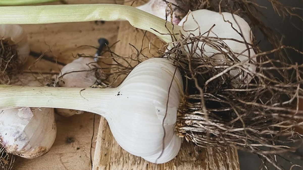 Freshly harvested garlic bulb