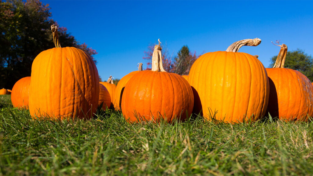 Group of large pumpkins