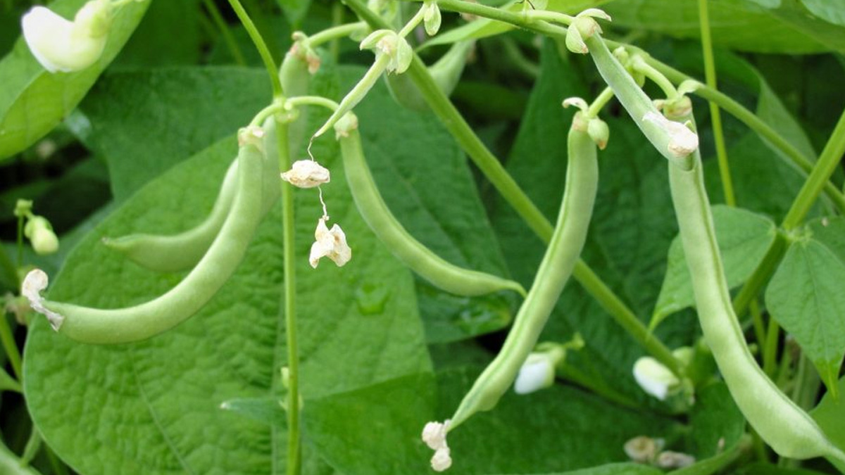 Green bean plant