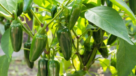 Green Jalapeno growing on plant