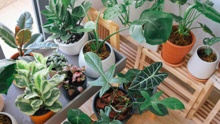 Different types of houseplants in pots.