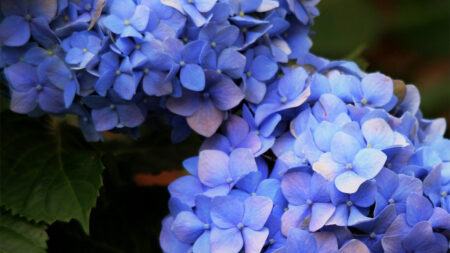 Blue Hydrangea Flowers
