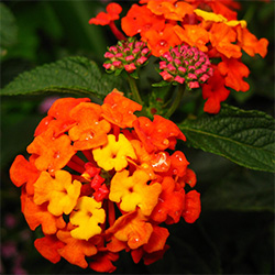 Lantana Flowers