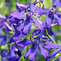 Larkspur Flowers