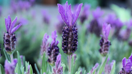 Lavendar flower