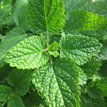 Green healthy Lemon Balm leaves