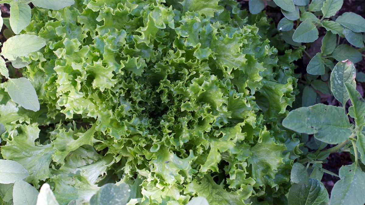 Lettuce ready to be harvested