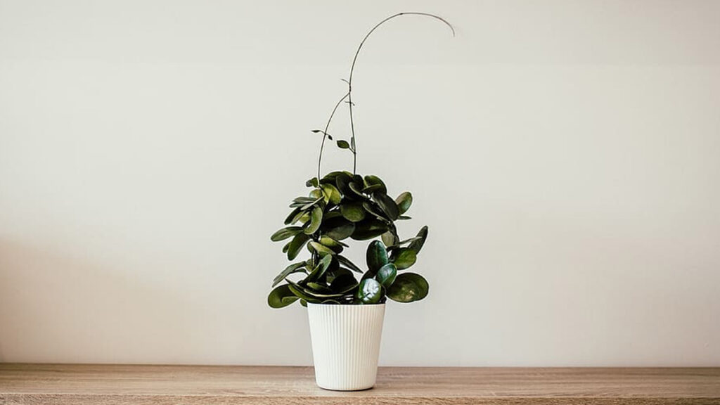 Low light houseplant