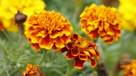 Orange Marigold Flowers