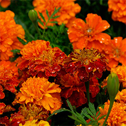 Orange Marigold flowers