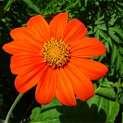 Mexican Sunflower