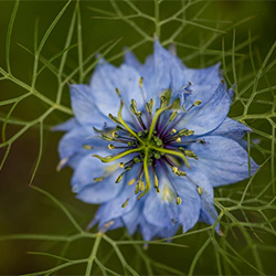 Nigella Flower