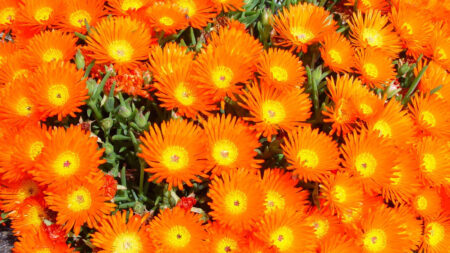 Orange Flowers