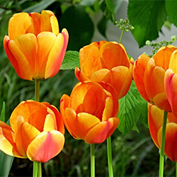 Orange Tulips