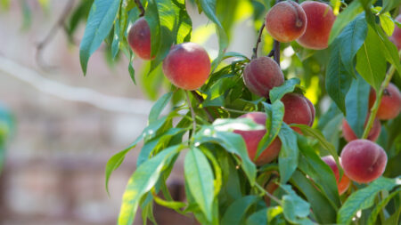 Peach Tree