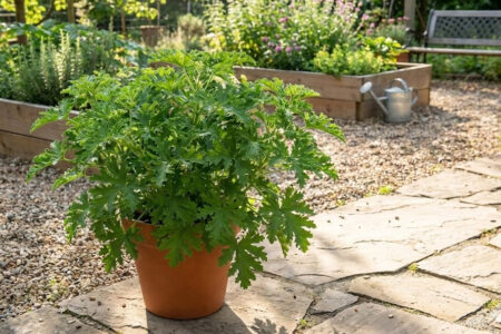 Potted citronella plant in garden