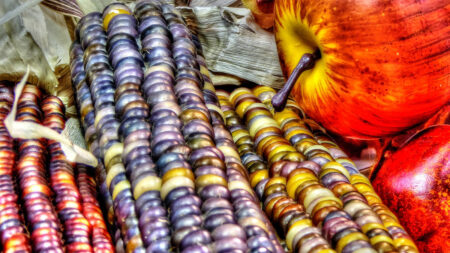 Rainbow corn crop