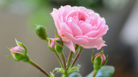 Pink Rose Blossom