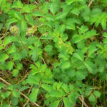 Salad Burnet Plant