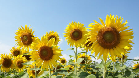 Group of Sunflowers