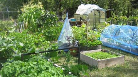 Large raised bed vegetable garden