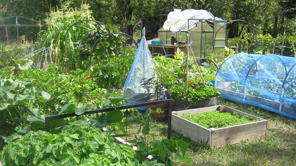 Large raised bed vegetable garden