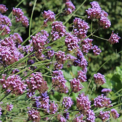 Verbena Flowers