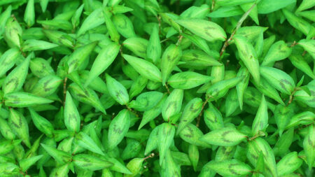 Vietnamese coriander leaves