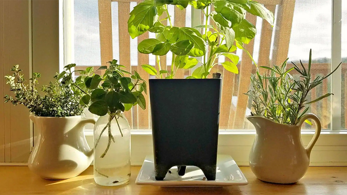 Herbs growing on a windowsill