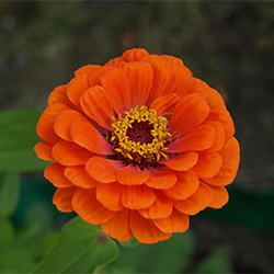 Orange Zinnia