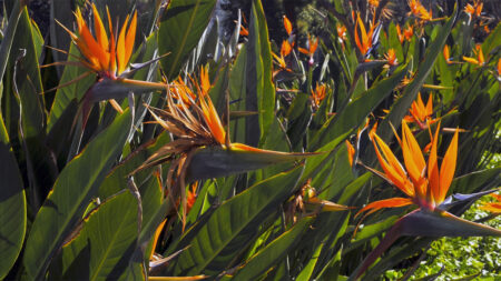 Bird of Paradise plants