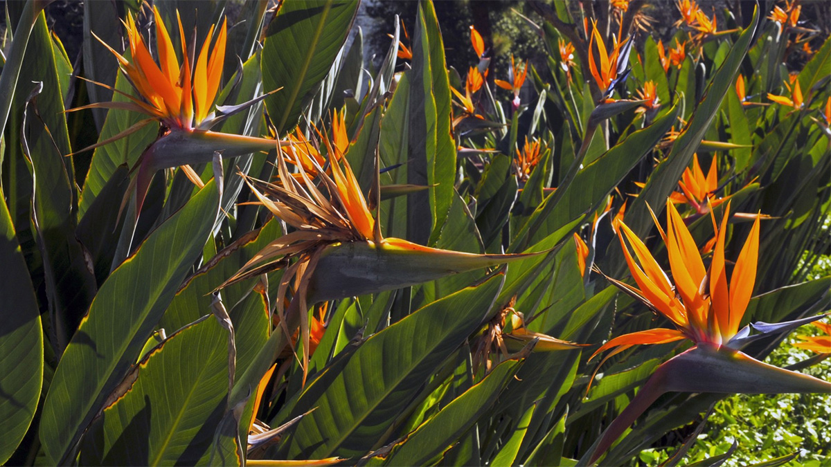 Bird of Paradise plants