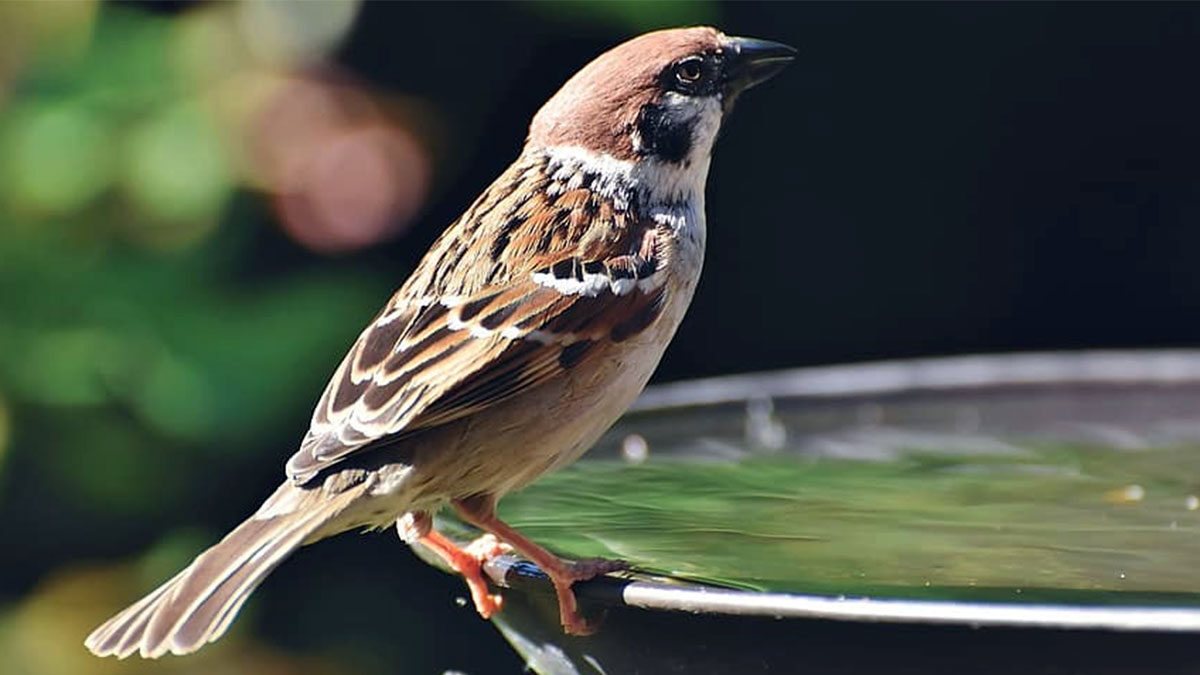 Bird sitting on bird bath