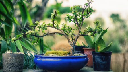 Bonsai Tree