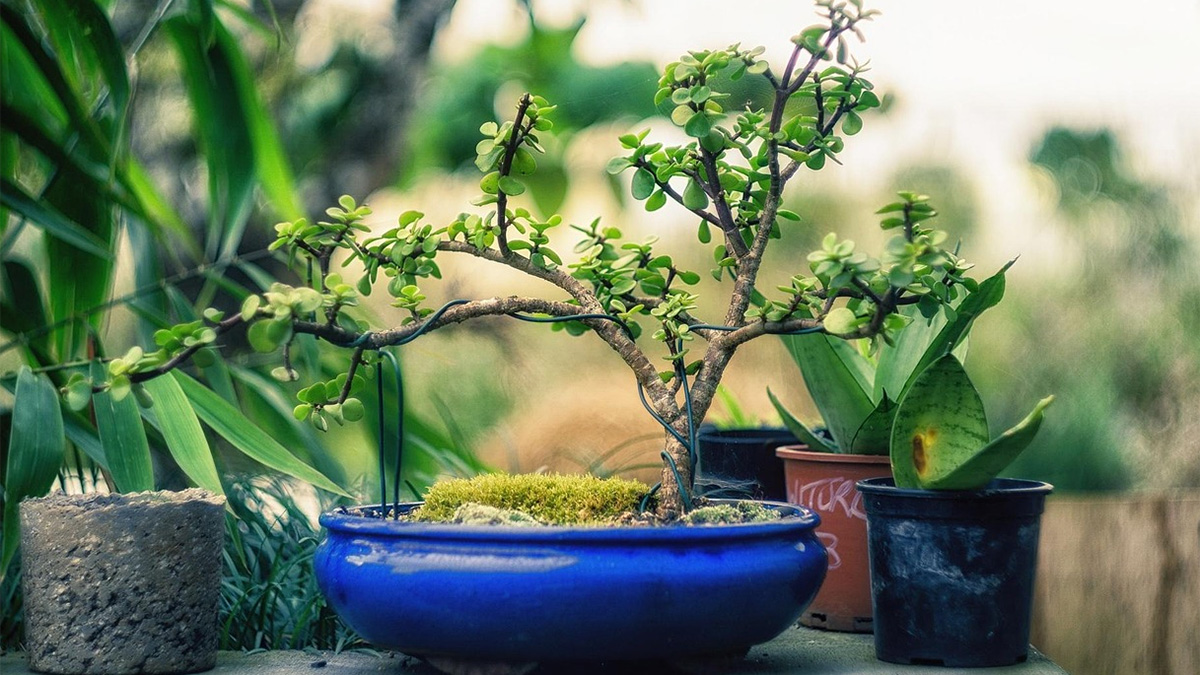 Bonsai Tree