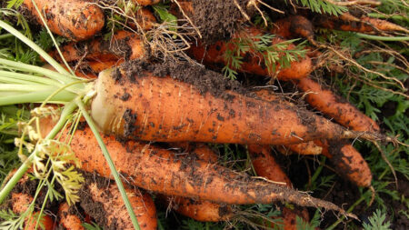 Freshly harvested carrots