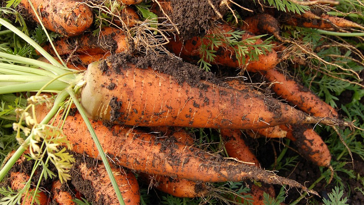 Freshly harvested carrots