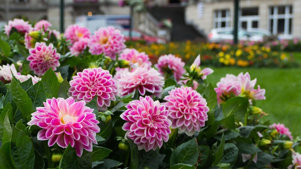 Pink Dahlia Flowers in full bloom