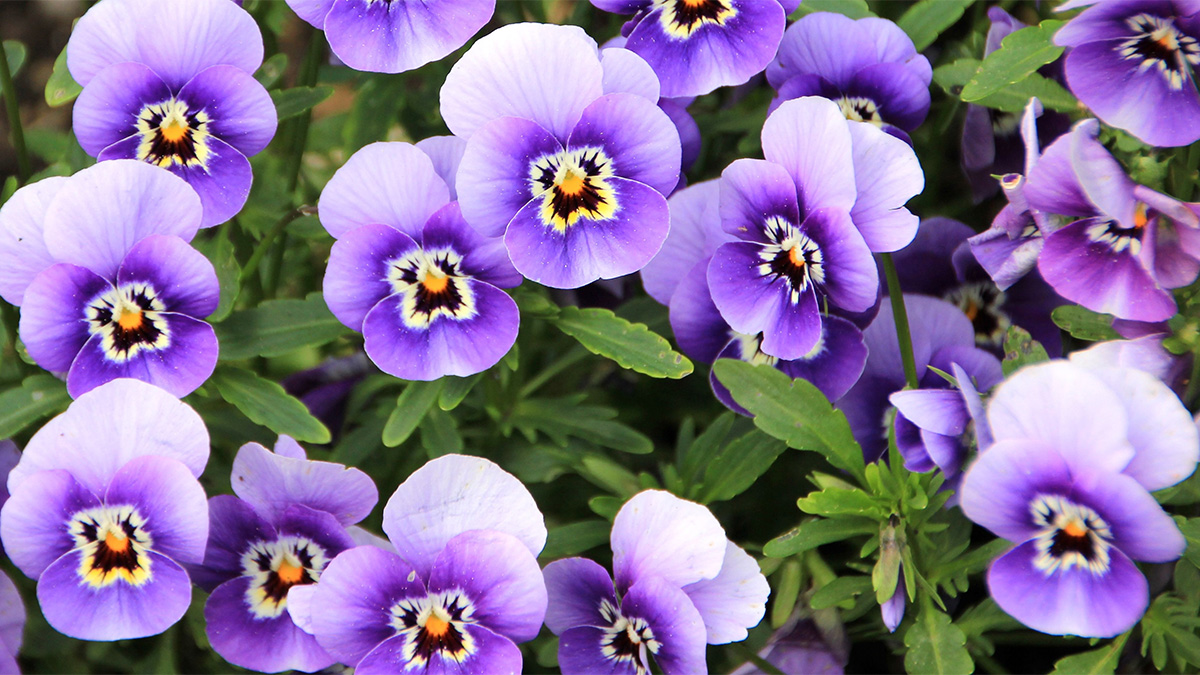 White and purple edible flowers