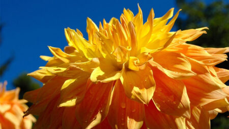 Giant Yellow Flower