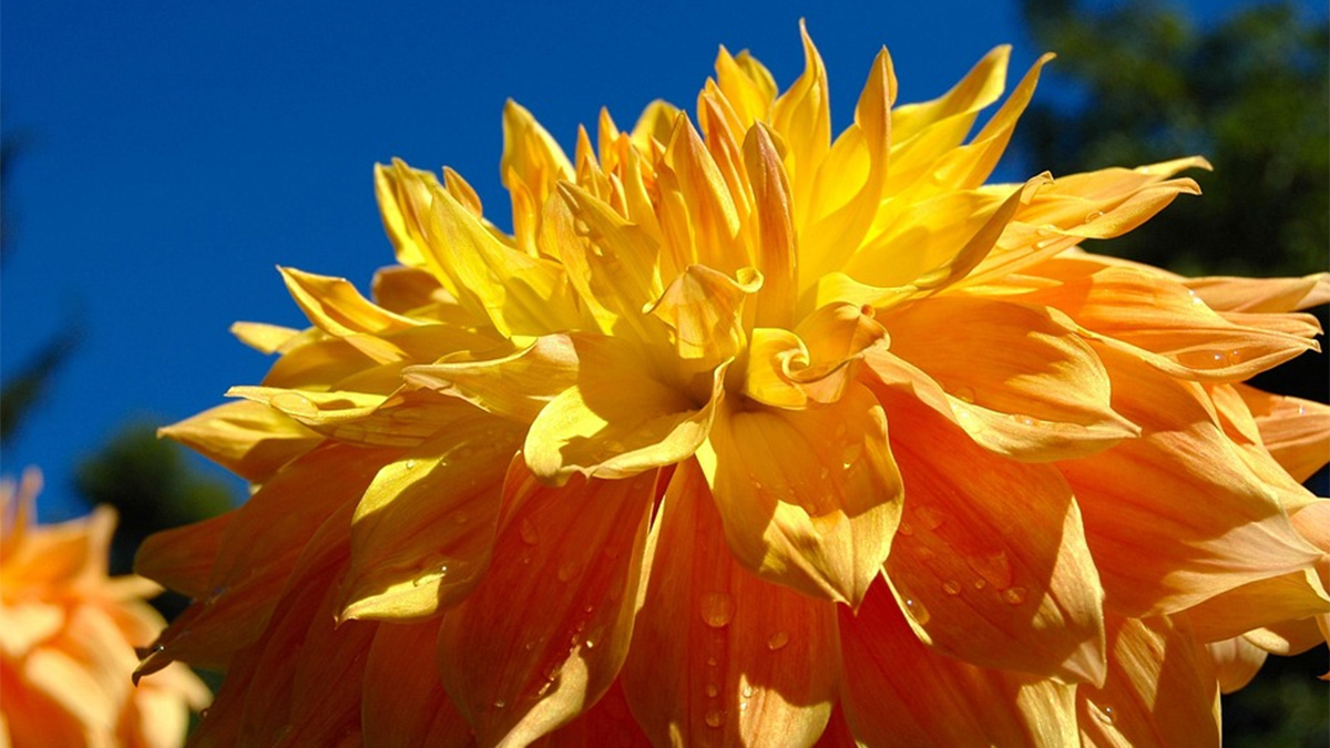 Giant Yellow Flower