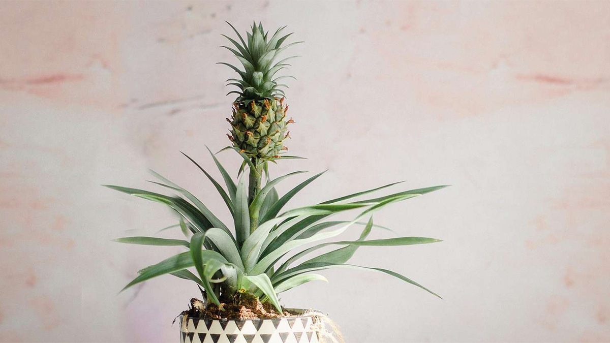 Small pineapple plant growing in a pot