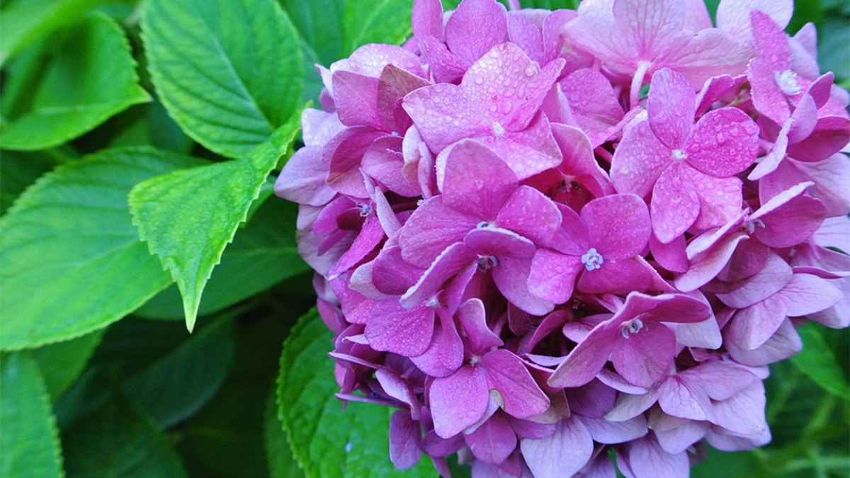 Pink Hydrangea Flower