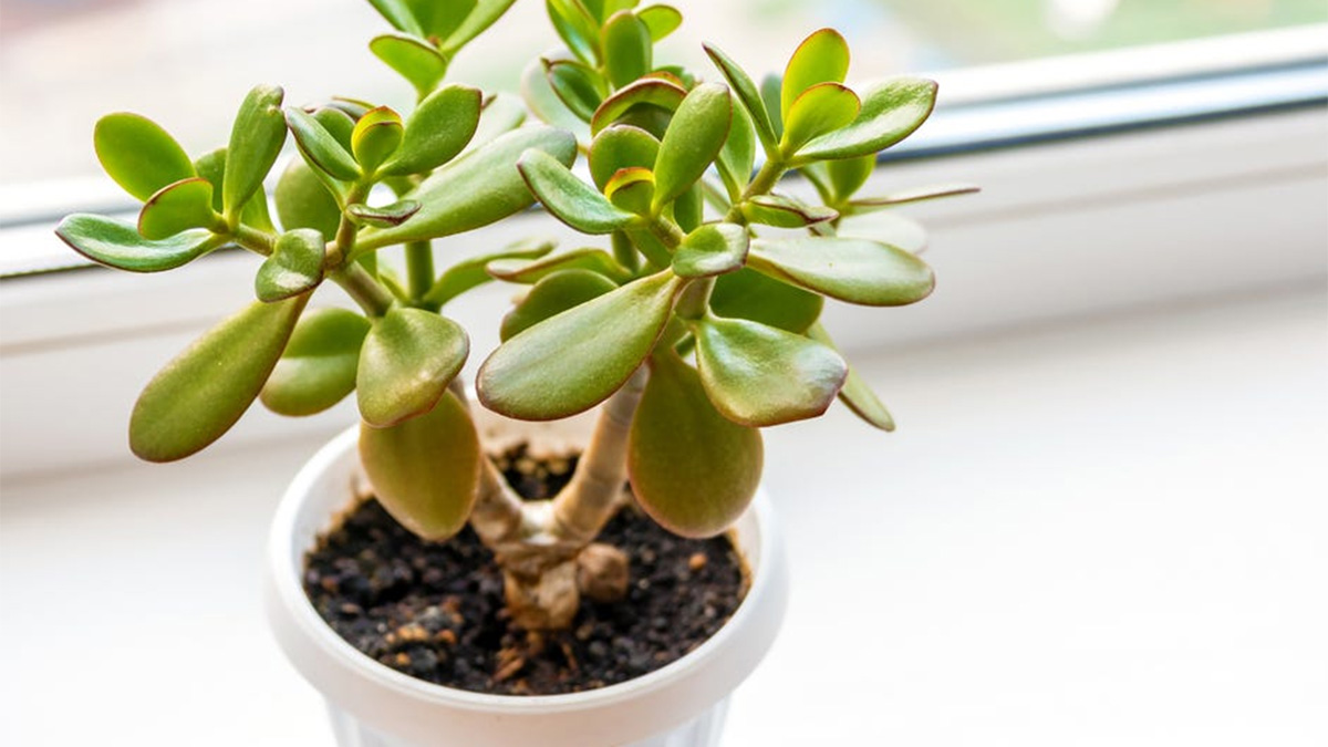 Jade plant growing in a pot indoors