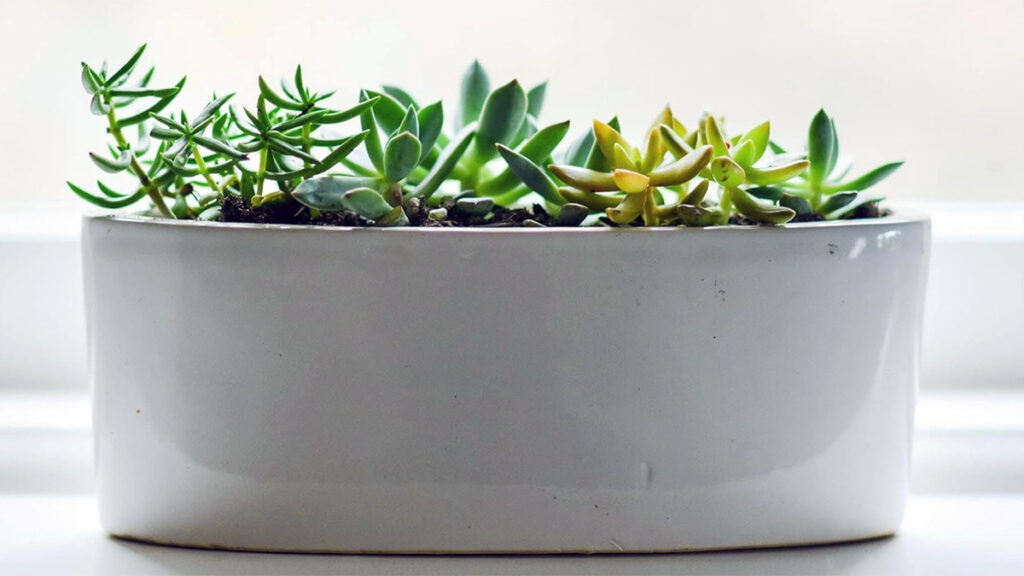 Mini succulent arrangement in white pot
