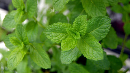 Mint plant leaves